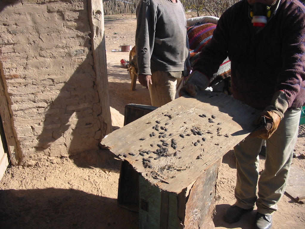 Control de Vinchucas - Mal de Chagas