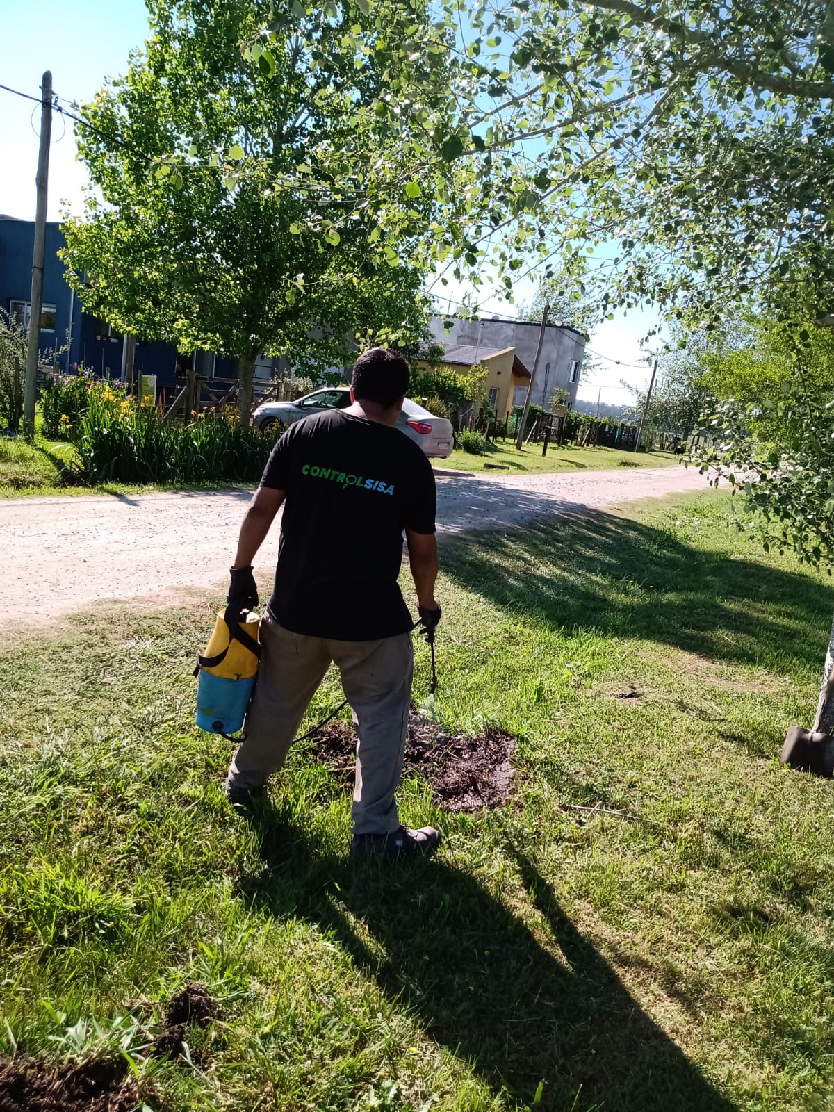 Control de hormigas en áreas verdes y jardines
