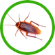 Cucaracha